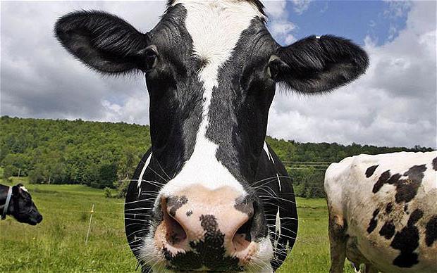 Melyek a tehenek fajtái? Mennyibe kerül egy tehén?