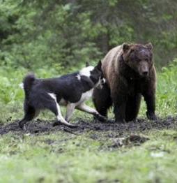 a husky és a husky közötti különbség