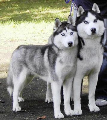 aki jobb husky vagy husky