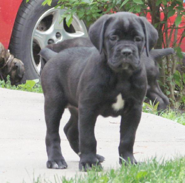 Kölyökkutyák Cane Corso