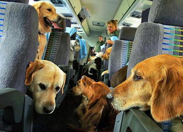 Lehetséges a kutya szállítása egy repülőgépen