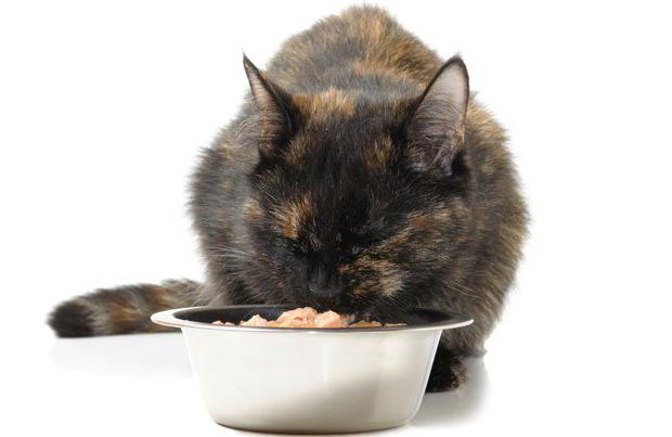Élelmiszer macskáknak 