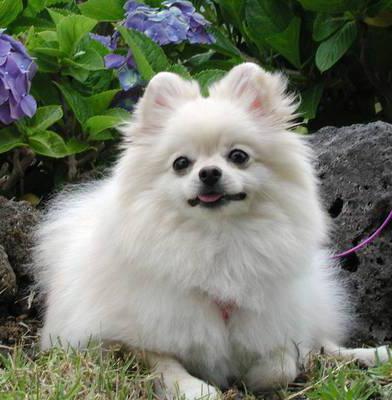 fehér Pomeranian medve pomeranian