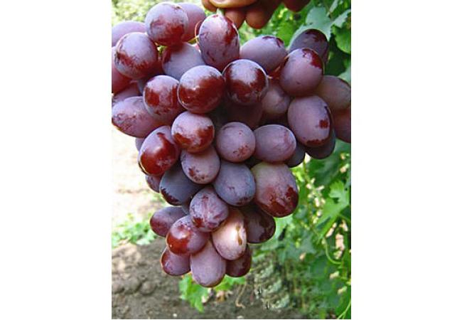 "Ataman" - szőlő az ínyencek és a vezetők számára