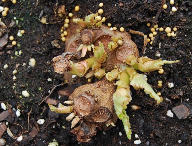 Begonia tuber: telelés és helyes előkészítés