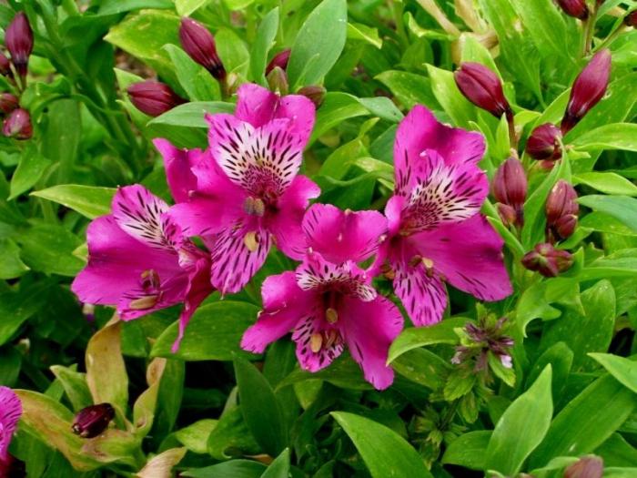 Alstroemeria virágok - dekoráció a kertjéhez