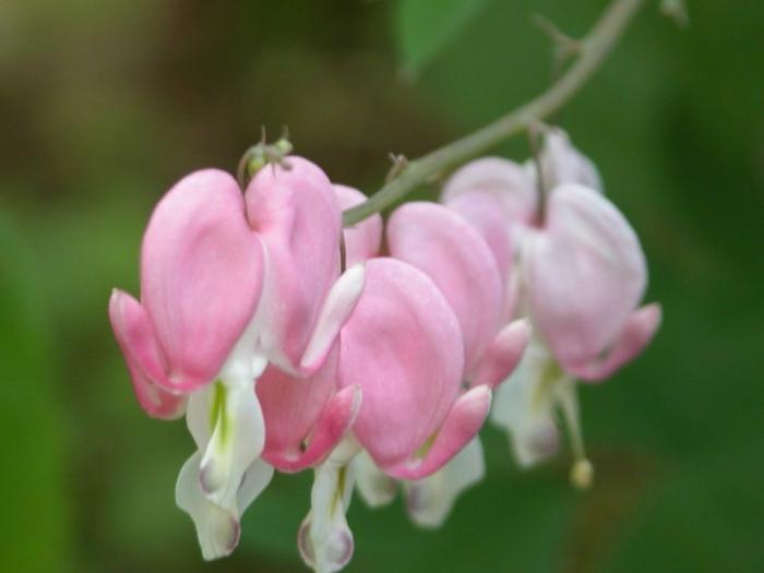 dicentra fotó