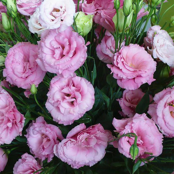 Eustoma lisianthus termesztés és gondozás ültetése