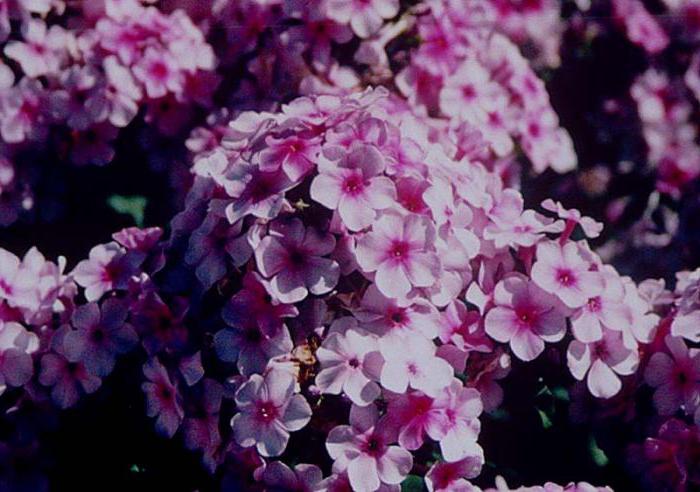 Phlox Amethyst - ékszer a kertben