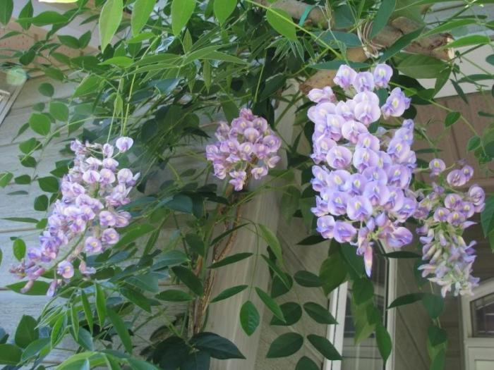 Wisteria a külvárosban fotó