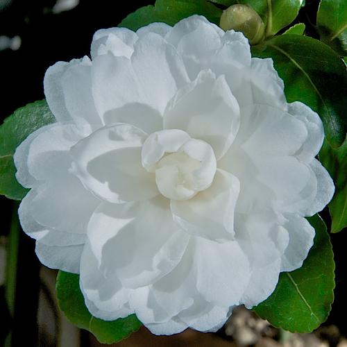 camellia japán