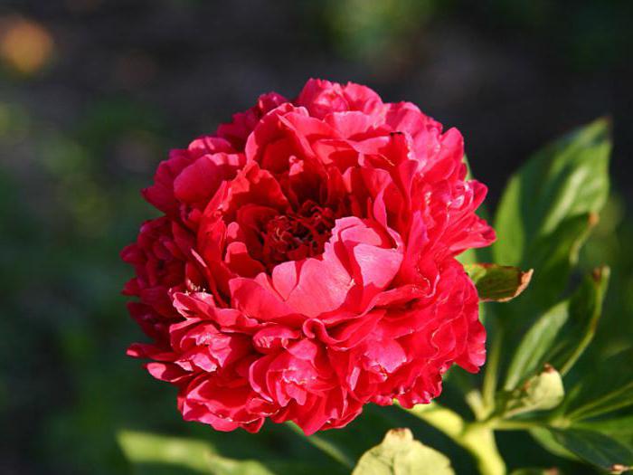 Carol Peony