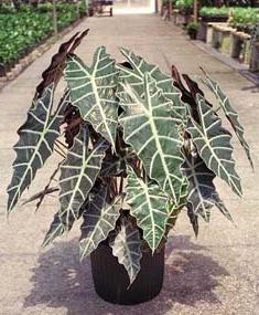 Alocasia virágai