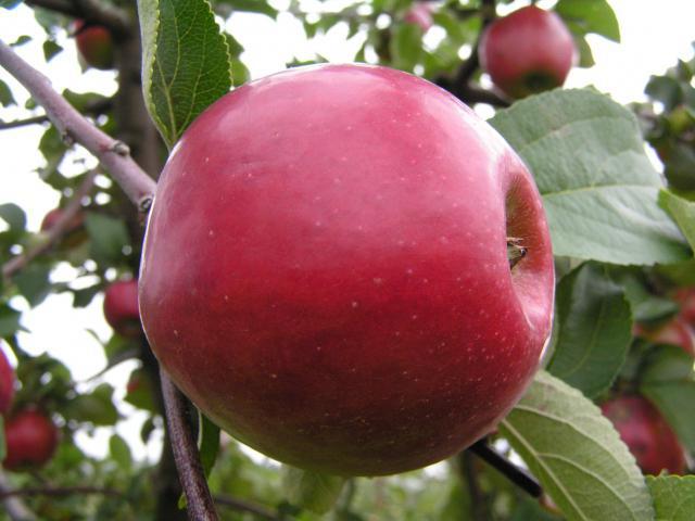 Vörös korai - almafa déli kertekhez