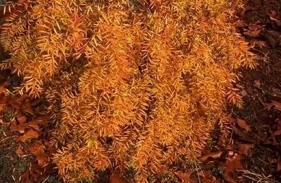 A virágtermesztők kedvence szürke spiraea. Spirea. Az ellátás jellemzői