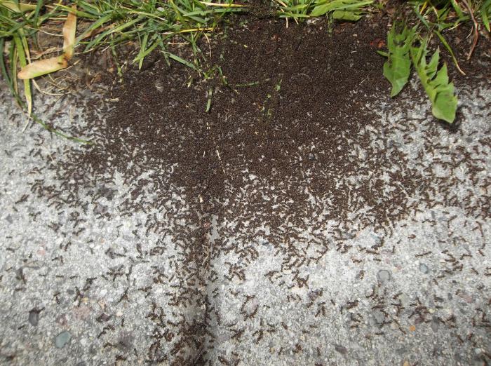 Hangyák jelentek meg a dacha oldalon? Mit félnek, és ha harcolni kell?