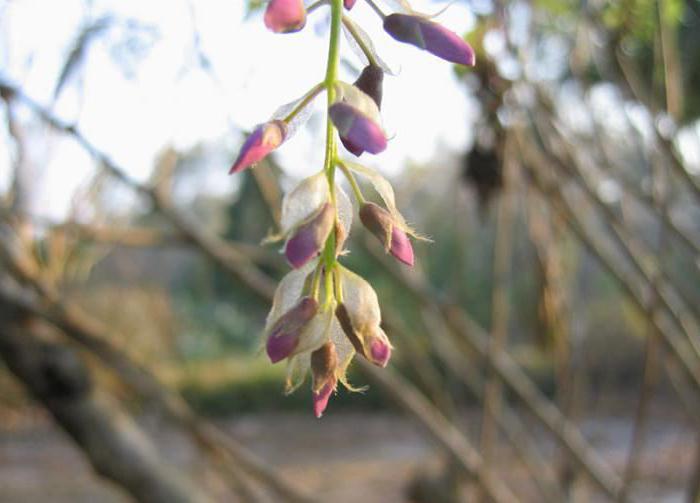 Miért nem virágzik a wisteria: a termesztés, az ajánlások és a felülvizsgálatok jellemzői