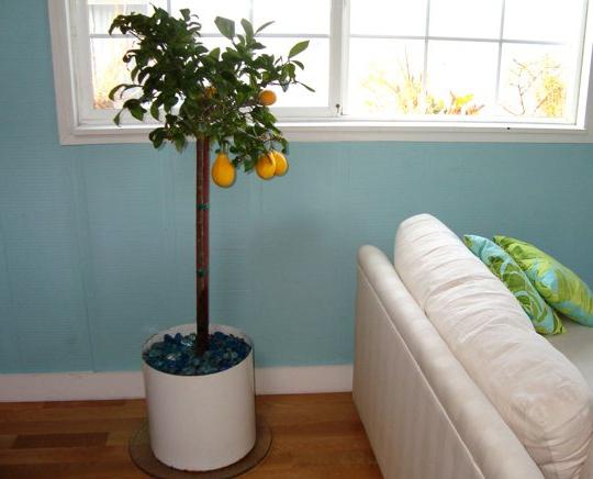 Sadik az ablakodon: hogyan kell törődni egy citrommal otthon?