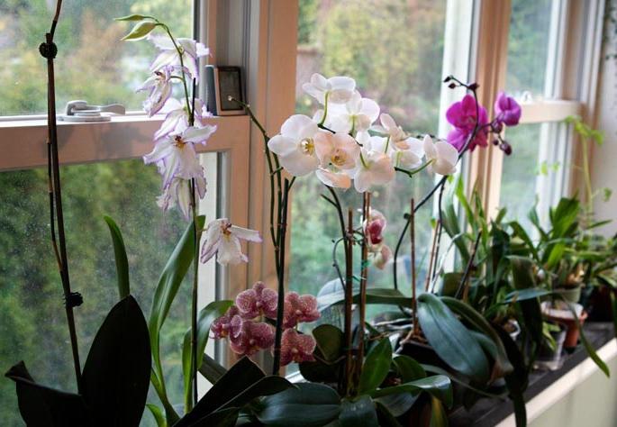 Titokzatos orchidea: otthon nő