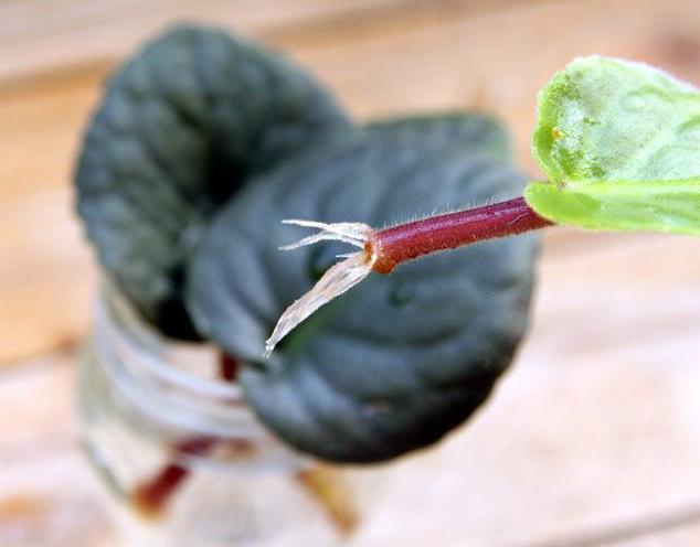 Gyökeresedési idő a Violet Leaf számára