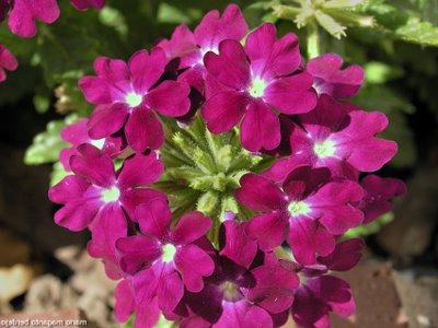 verbena tiszta hajók