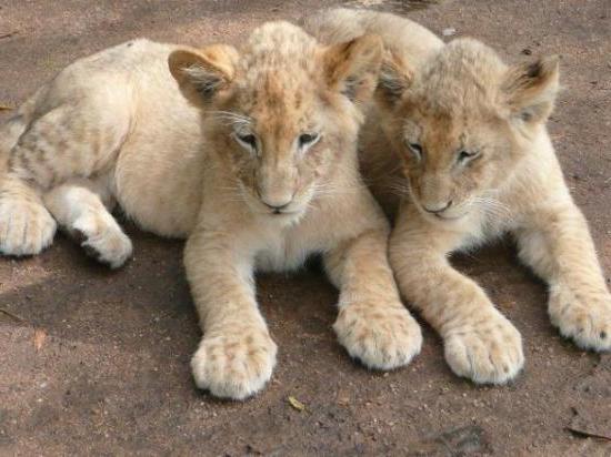 Érdekes álomkönyv. Lions álma a siker vagy a baj?