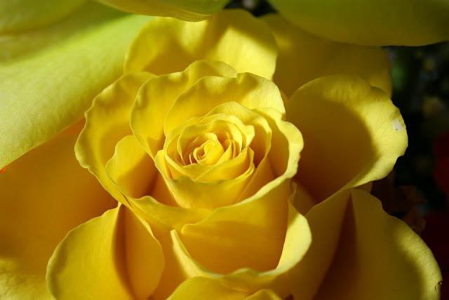 Egy általános félreértés: sárga rózsák - a szomorúság szimbóluma?