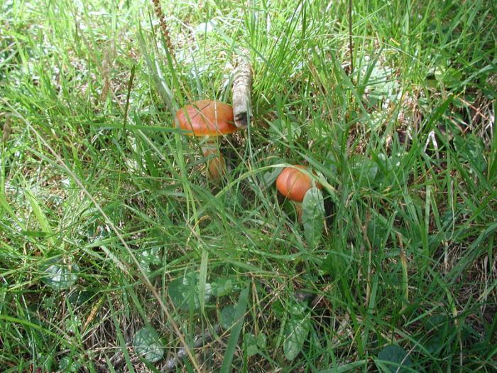 Oyster gomba: haszon és ártalom, kalória és összetétel