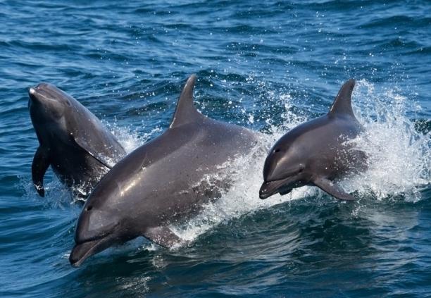 A fekete-tengeri palackozott delfin egy nagyon fejlett tengeri emlősfaj