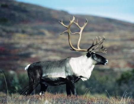 környezeti problémák a szarvas tundra övezetében