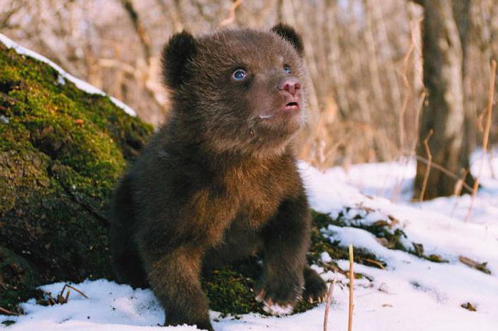 a Baikal rövid növény- és állatvilága