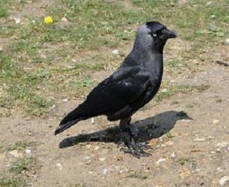 Jackdaw madár