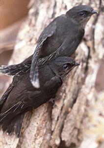 Szeretné tudni, hogy mi különbözteti meg a Swifts-t a fecskéktől?