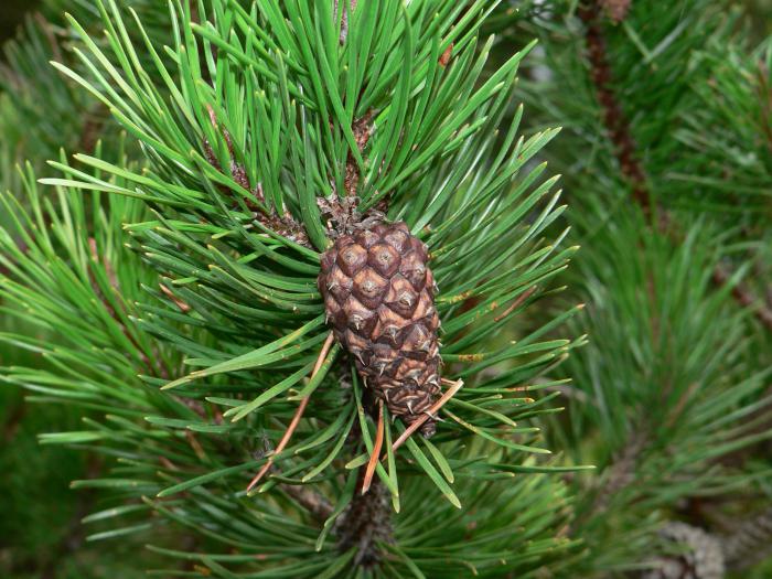 hajó fenyők