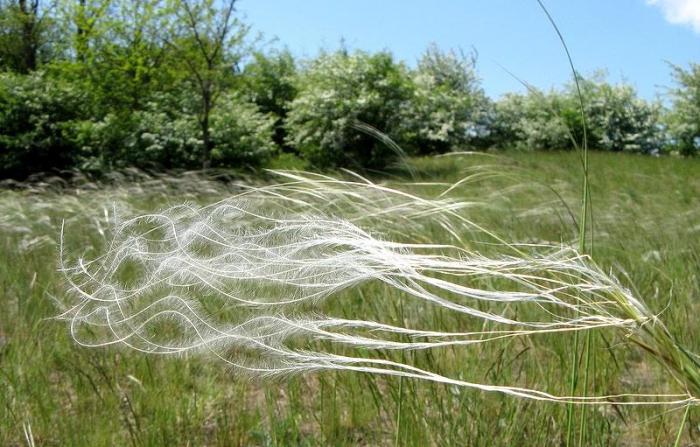 Feather füves toll fű - sztyeppes fű