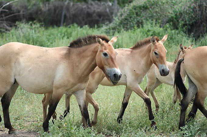 állami nemzeti park