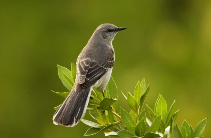 A Mockingbird tehetséges madár