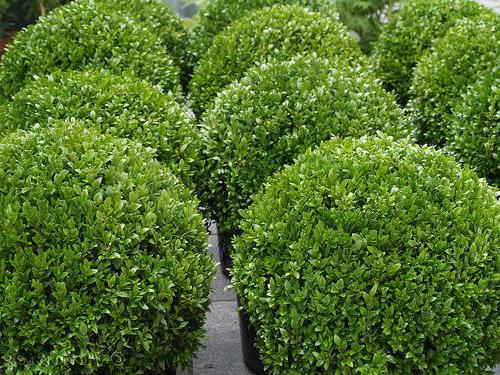 Boxwood Colchis: leírás. Boxwood örökzöld