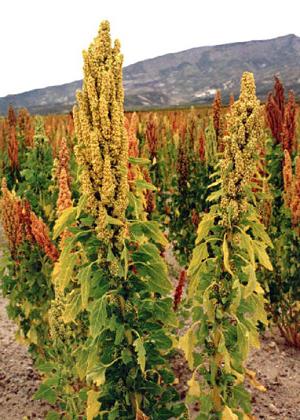 A quinoa füge gyom vagy gyógyszer?