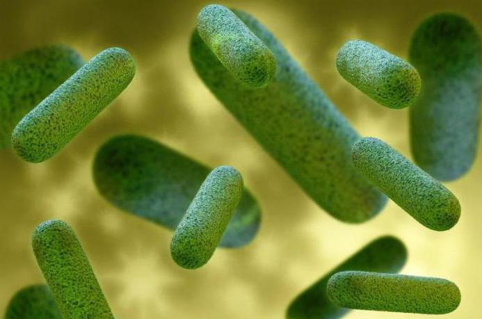 a gombák spórái és a baktériumok közötti különbségek spórái