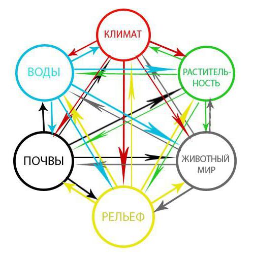 Mi a természetes komplexumok? Típusai és jellemzői