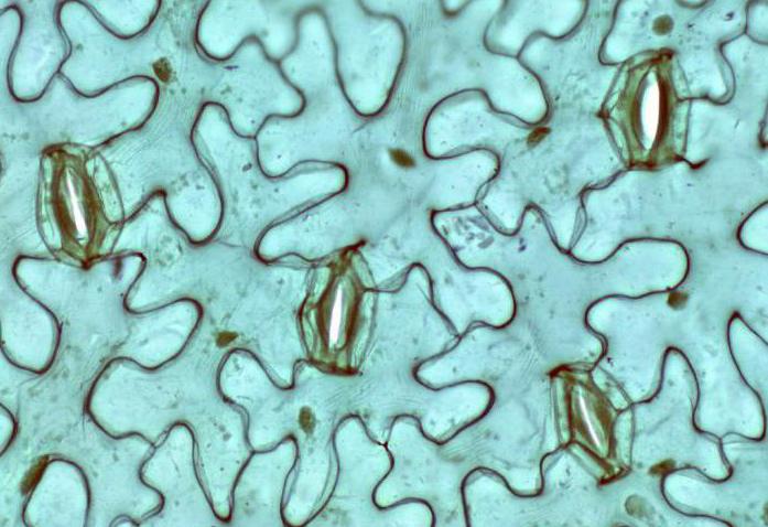 Mi a stomata: a szerkezet és a működés jellemzői