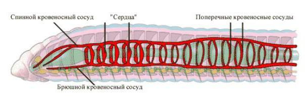 A földimogyoró keringési rendszerének szerkezete