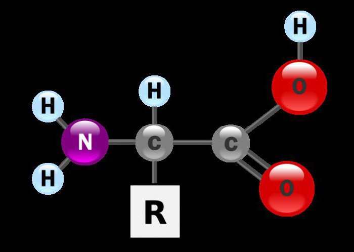 Az aminosavak általános képlete