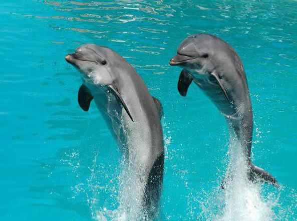 Dolphinarium Kirovban a Rodina Stadionban: fotó, leírás. Vendég vélemények