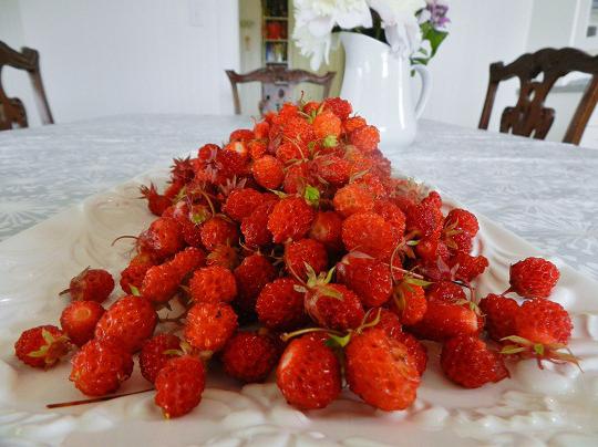 mint a hasznos eper-erdő