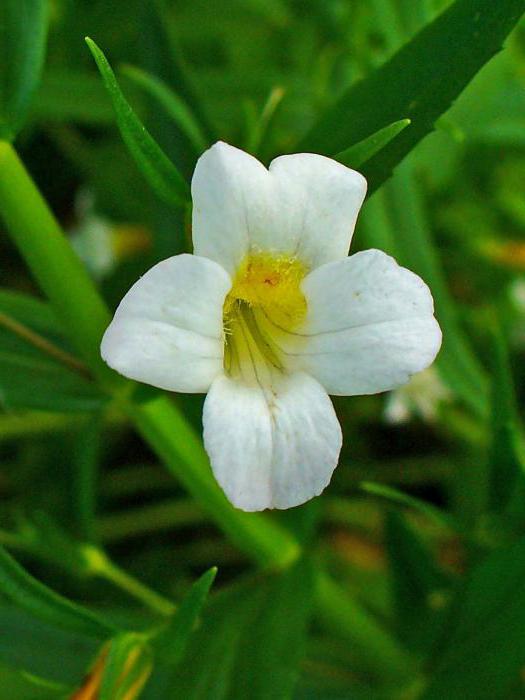 auran officinalis