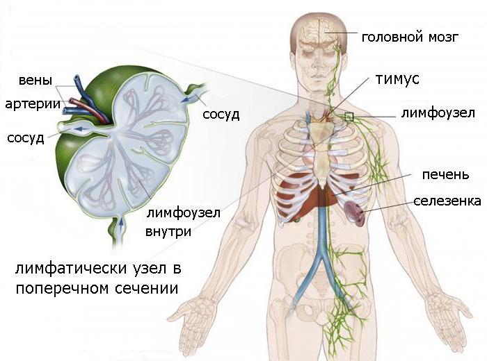 A limfogranulomatosis diagnózisa