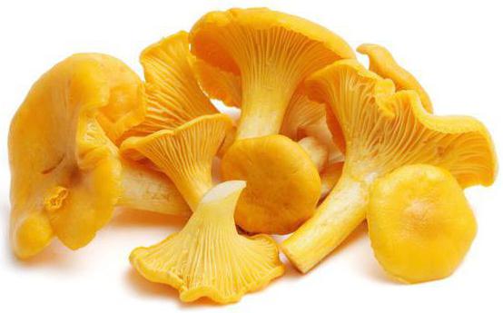 Chanterelles (gomba): gyógyászati ​​tulajdonságok. Alkalmazás népi orvoslásban