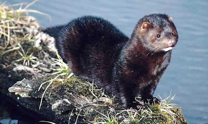 mink olaj